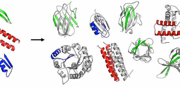 Die ersten gefalteten Proteine sind vermutlich aus einer Reihe ursprünglicher Peptide entstanden. (Copyright: Vikram Alva / Max-Planck-Institut für Entwicklungsbiologie)