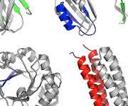 Die ersten gefalteten Proteine sind vermutlich aus einer Reihe ursprünglicher Peptide entstanden. (Copyright: Vikram Alva / Max-Planck-Institut für Entwicklungsbiologie)