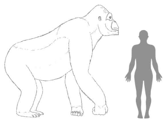 Riesenaffe Gigantopithecus: Geschätzte Größe von Giganthopithecus im Vergleich zu einem Menschen Riesenaffe Gigantopithecus: Geschätzte Größe von Giganthopithecus im Vergleich zu einem Menschen
