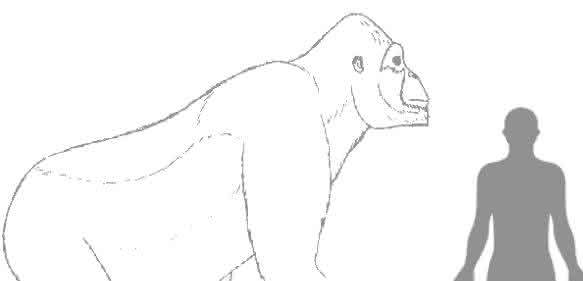 Riesenaffe Gigantopithecus: Geschätzte Größe von Giganthopithecus im Vergleich zu einem Menschen