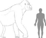 Riesenaffe Gigantopithecus: Geschätzte Größe von Giganthopithecus im Vergleich zu einem Menschen