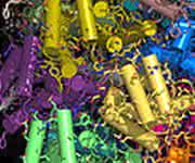 NMR-spektroskopische Daten und ein Rechenalgorithmus führen zur Darstellung der hochauflösenden Struktur von Proteinen (© Benjamin Bardiaux).