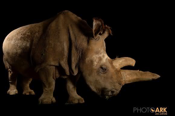 Reproduktions- und Stammzellforschung: Rettungsplan für Nördliches Breitmaulnashorn