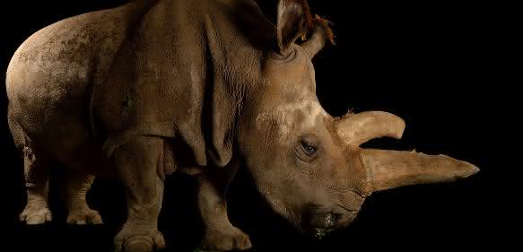 Reproduktions- und Stammzellforschung: Rettungsplan für Nördliches Breitmaulnashorn