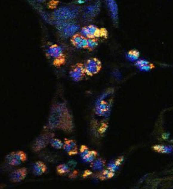 Immunzellen