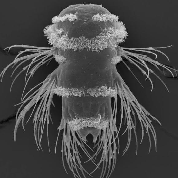 Platynereis-Larve
