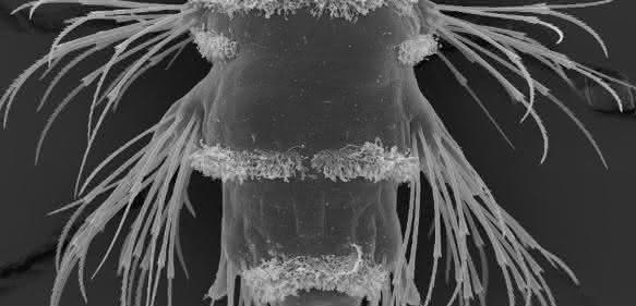 Platynereis-Larve