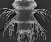Platynereis-Larve