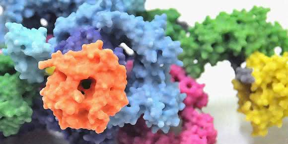 Proteinkomplex mTORC1