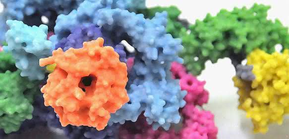 Proteinkomplex mTORC1 Proteinkomplex mTORC1