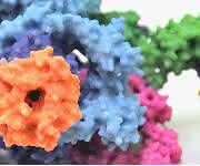 Proteinkomplex mTORC1