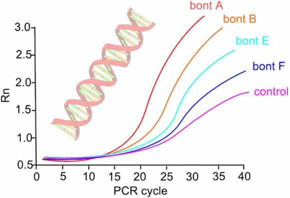 Real-Time-Multiplex-PCR