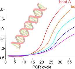 Real-Time-Multiplex-PCR