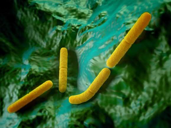 Molekularbiologischer Nachweis: Clostridium botulinum in Nahrungsmitteln
