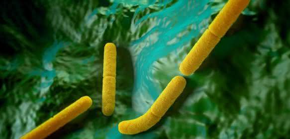 Molekularbiologischer Nachweis: Clostridium botulinum in Nahrungsmitteln