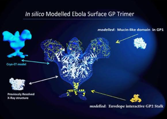 trimeric prefusion model