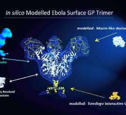 trimeric prefusion model