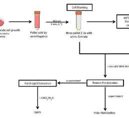 Liquid Chromatography-Mass Spectrometry Metabolic and Lipidomic Sample Preparation: Workflow for Suspension-Cultured Mammalian Cells using Jurkat T lymphocyte Cells Liquid Chromatography-Mass Spectrometry Metabolic and Lipidomic Sample Preparation: Workflow for Suspension-Cultured Mammalian Cells using Jurkat T lymphocyte Cells