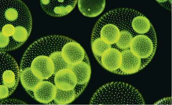 Marktübersichten: Fluoreszenzmikroskope