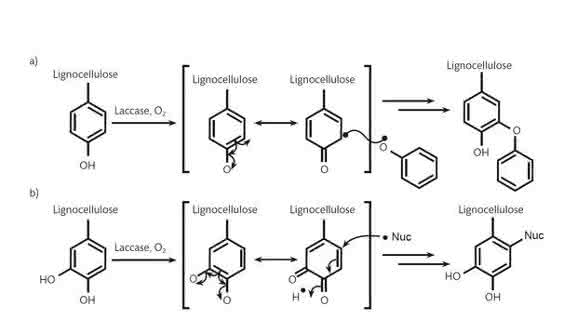 laccase-mediated lignocellulose