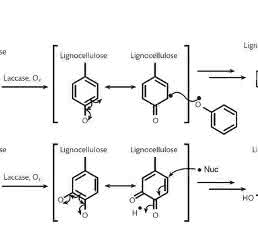 laccase-mediated lignocellulose