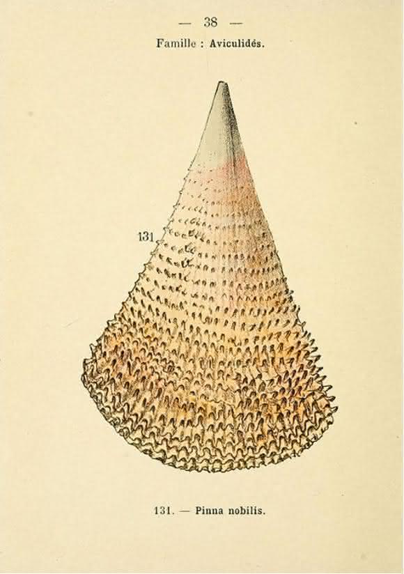 Muschel Pinna nobilis Muschel Pinna nobilis