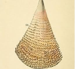 Muschel Pinna nobilis Muschel Pinna nobilis
