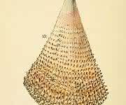 Muschel Pinna nobilis