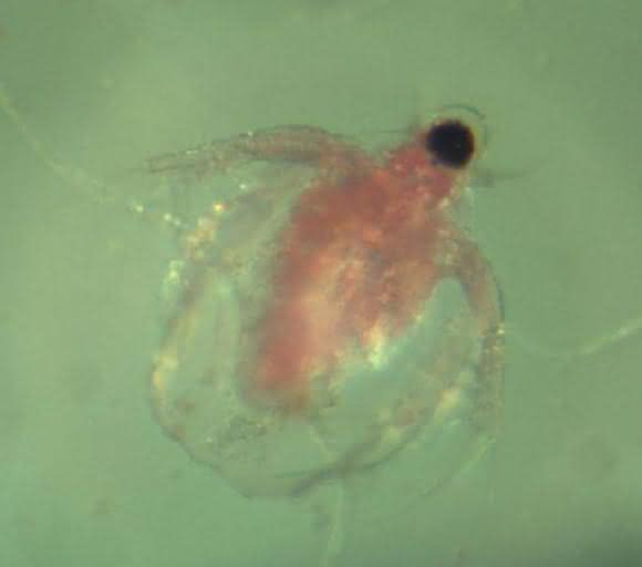 Wasserfloh