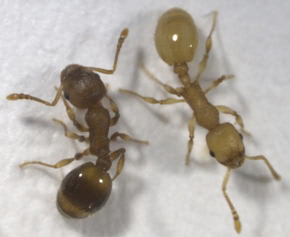 Braune, gesunde und gelbe, infizierte Ameise der Art Temnothorax nylanderi . (Foto/©: Susanne Foitzik)
