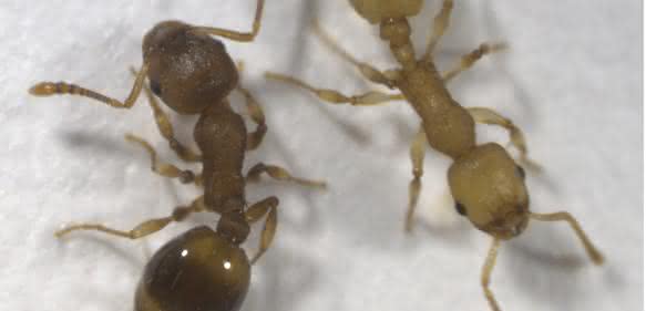 Braune, gesunde und gelbe, infizierte Ameise der Art Temnothorax nylanderi . (Foto/©: Susanne Foitzik)