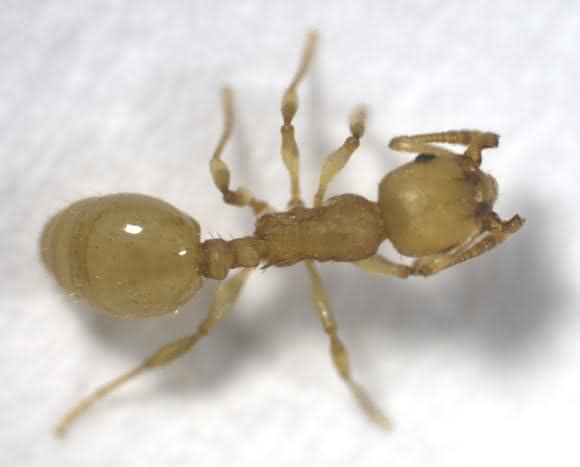 Eine gelbe, von dem Bandwurm Anomotaenia brevis infizierte Ameise. (Foto/©: Susanne Foitzik)