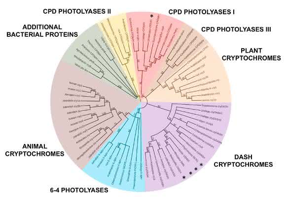 Phylogenetischer Stammbaum der Cryptochrom/Photolyase-Enzymfamilie. Die acht Unterfamilien sind farblich unterschiedlich wiedergegeben. Mitglieder der Mucoromycotina-Pilze sind mit einem Stern gekennzeichnet. Mit Ausnahme eines früh abgespaltenen Vertreters dieser Gruppe (Umbelopsis ramanniana) verfügen sie ausschließlich über DASH-Cryptochrome. (Abbildung aus Tagua et al., 2015).