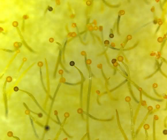 Sporangiophore (Fruchtkörper) des Pilzes Phycomyces blakesleeanus. Das DASH-Cryptochrom dieses Pilzes wurde in der besprochenen PNAS-Publikation untersucht. Sporangiophore sind Einzelzellen, die aus dem Myzel herauswachsen und mehrere Zentimeter lang werden können. Sie reagieren auf Umweltfaktoren wie Licht, Schwerkraft und Wind und dienen der Verbreitung der Sporen. (Bild mit freundlicher Genehmigung von M. del Mar Gil-Sáchez)