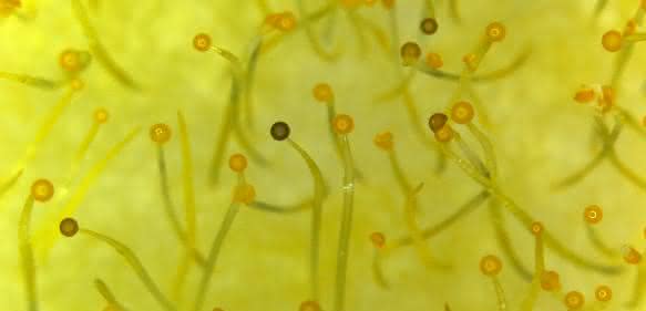 Sporangiophore (Fruchtkörper) des Pilzes Phycomyces blakesleeanus. Das DASH-Cryptochrom dieses Pilzes wurde in der besprochenen PNAS-Publikation untersucht. Sporangiophore sind Einzelzellen, die aus dem Myzel herauswachsen und mehrere Zentimeter lang werden können. Sie reagieren auf Umweltfaktoren wie Licht, Schwerkraft und Wind und dienen der Verbreitung der Sporen. (Bild mit freundlicher Genehmigung von M. del Mar Gil-Sáchez)