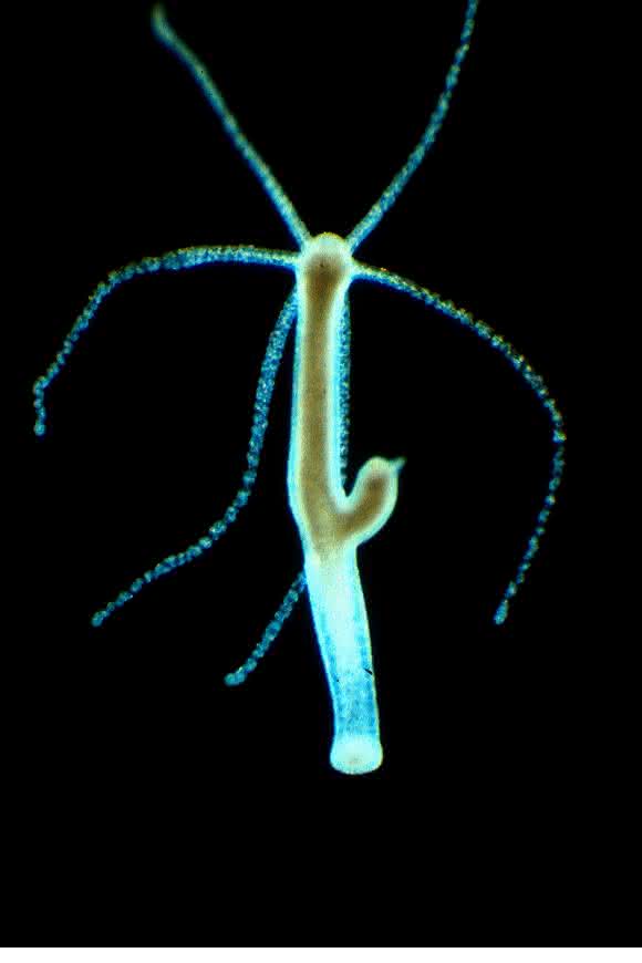 Neben dem Menschen untersuchen die Forschenden vor allem Modellorganismen wie den Süßwasserpolypen Hydra, um das Zusammenspiel zwischen Mikroorganismen und vielzelligen Lebewesen besser zu verstehen. (Foto: Thomas Bosch)