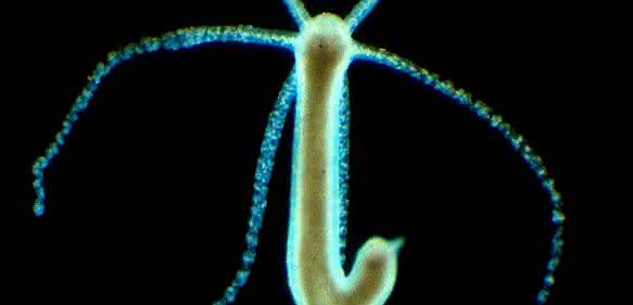 Neben dem Menschen untersuchen die Forschenden vor allem Modellorganismen wie den Süßwasserpolypen Hydra, um das Zusammenspiel zwischen Mikroorganismen und vielzelligen Lebewesen besser zu verstehen. (Foto: Thomas Bosch)
