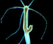 Neben dem Menschen untersuchen die Forschenden vor allem Modellorganismen wie den Süßwasserpolypen Hydra, um das Zusammenspiel zwischen Mikroorganismen und vielzelligen Lebewesen besser zu verstehen. (Foto: Thomas Bosch) Neben dem Menschen untersuchen die Forschenden vor allem Modellorganismen wie den Süßwasserpolypen Hydra, um das Zusammenspiel zwischen Mikroorganismen und vielzelligen Lebewesen besser zu verstehen. (Foto: Thomas Bosch)