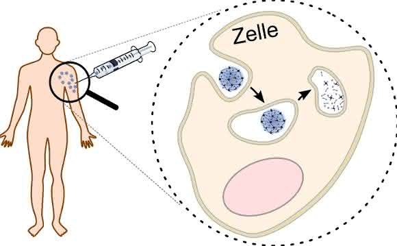 Die Proteine für die spezifische Immuntherapie werden in abbaubare Nanotransporter verpackt. Durch die Verpackung der Proteine in den Nanotransporter kann die Immuntherapie mit verringerten Nebenwirkungen durchgeführt werden. Innerhalb der Zelle wird der Nanotransporter gespalten und setzt seine Fracht frei, so dass die Gewöhnung an das Protein stattfinden kann. (Abb./©: Hannah Pohlit)