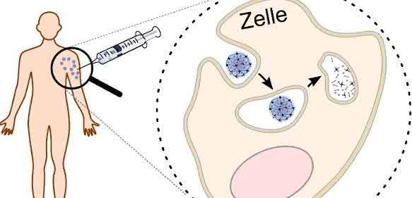 Die Proteine für die spezifische Immuntherapie werden in abbaubare Nanotransporter verpackt. Durch die Verpackung der Proteine in den Nanotransporter kann die Immuntherapie mit verringerten Nebenwirkungen durchgeführt werden. Innerhalb der Zelle wird der Nanotransporter gespalten und setzt seine Fracht frei, so dass die Gewöhnung an das Protein stattfinden kann. (Abb./©: Hannah Pohlit)
