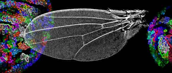 Signalmolekül Decapentaplegic Signalmolekül Decapentaplegic