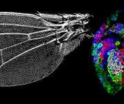 Signalmolekül Decapentaplegic Signalmolekül Decapentaplegic
