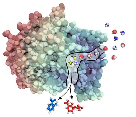bifunktionales Enzym bifunktionales Enzym