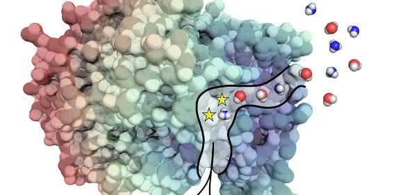 bifunktionales Enzym bifunktionales Enzym