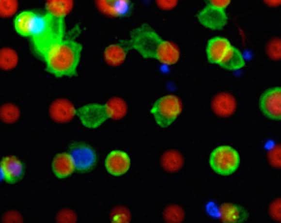 Auf der Microarray-Plattform (rot) bleiben die Zielzellen (grün) haften (Bild: Michael Hirtz/KIT).