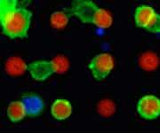 Auf der Microarray-Plattform (rot) bleiben die Zielzellen (grün) haften (Bild: Michael Hirtz/KIT).