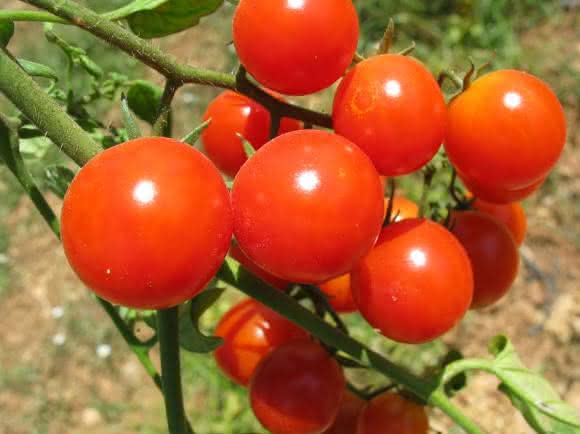Tomaten Tomaten