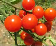 Tomaten