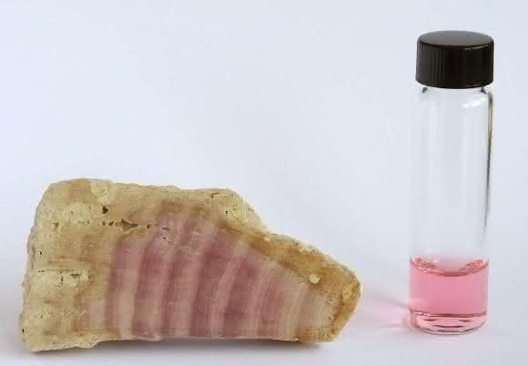 Fossile Kalkrotalge
