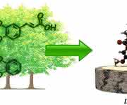 Moleküle aus Holz Moleküle aus Holz